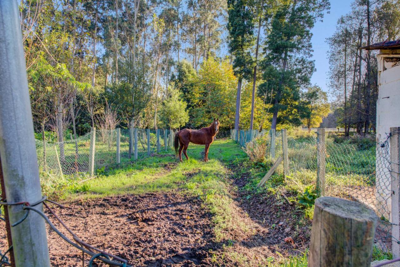 Casa Do Moinho Rural Campo E Praia , 9 Pessoas, Animais Benvindos إسبِنو المظهر الخارجي الصورة