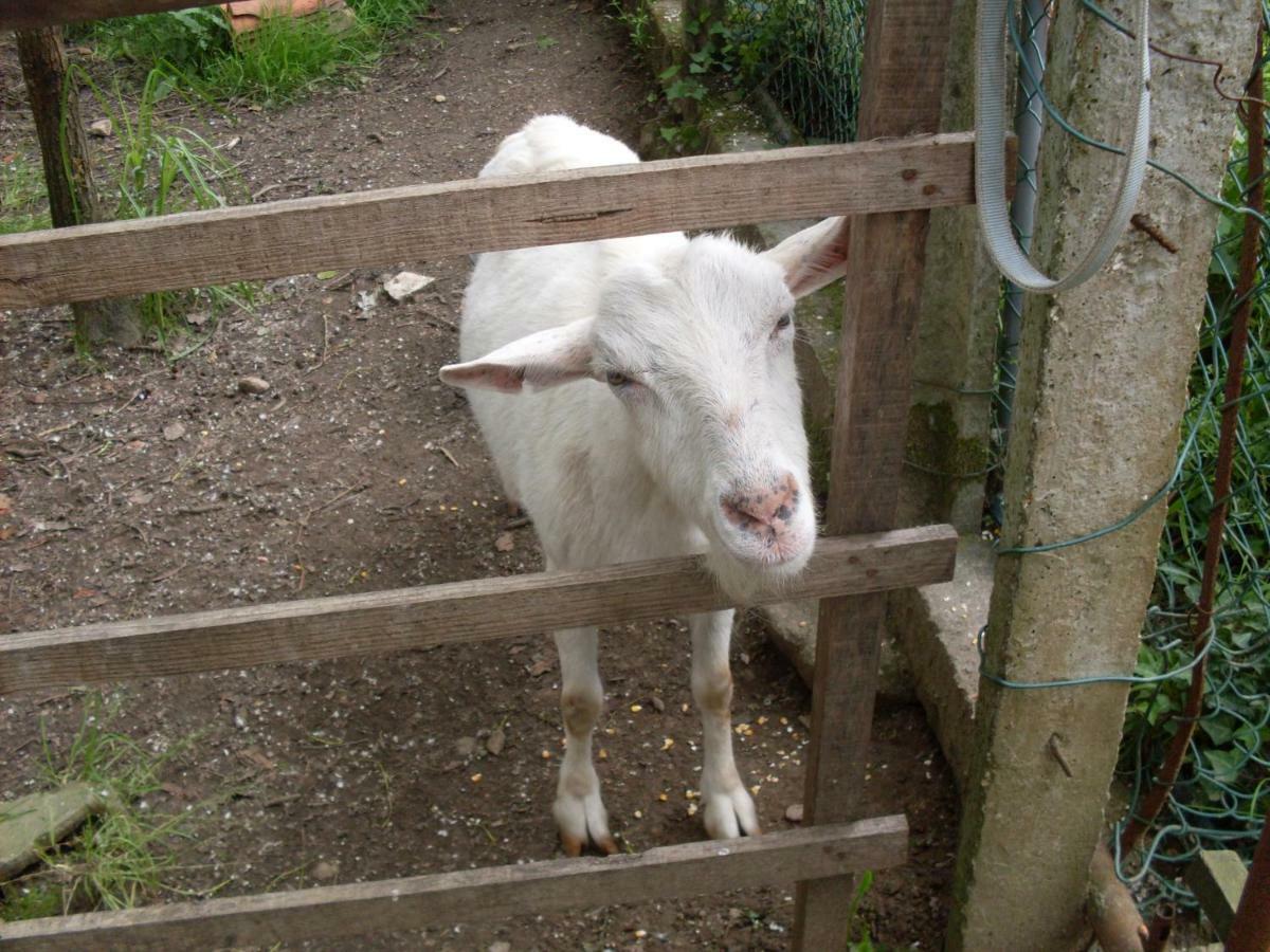 Casa Do Moinho Rural Campo E Praia , 9 Pessoas, Animais Benvindos إسبِنو المظهر الخارجي الصورة